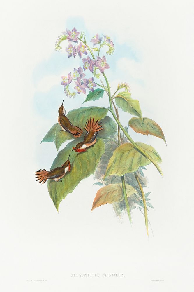 Selashorus scintilla; Scintillant Hummingbird (1804&ndash;1902) print in high resolution by John Gould and Henry Constantine…