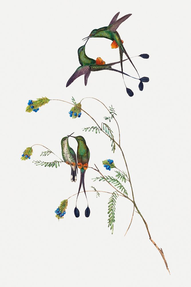 Hummingbirds animal art print, remixed from artworks by John Gould and Henry Constantine Richter