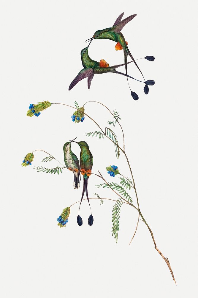 Hummingbirds psd animal art print, remixed from artworks by John Gould and Henry Constantine Richter