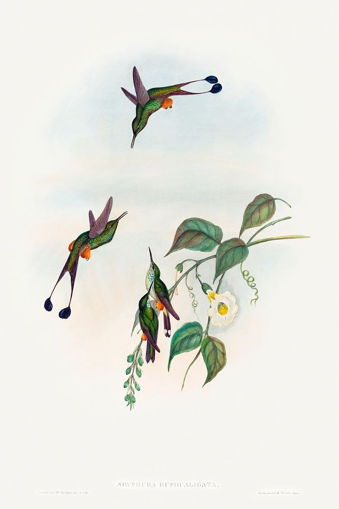 Spathura rufocaligata; Red-booted Racket-Tail (1804&ndash;1902) print in high resolution by John Gould and Henry Constantine…