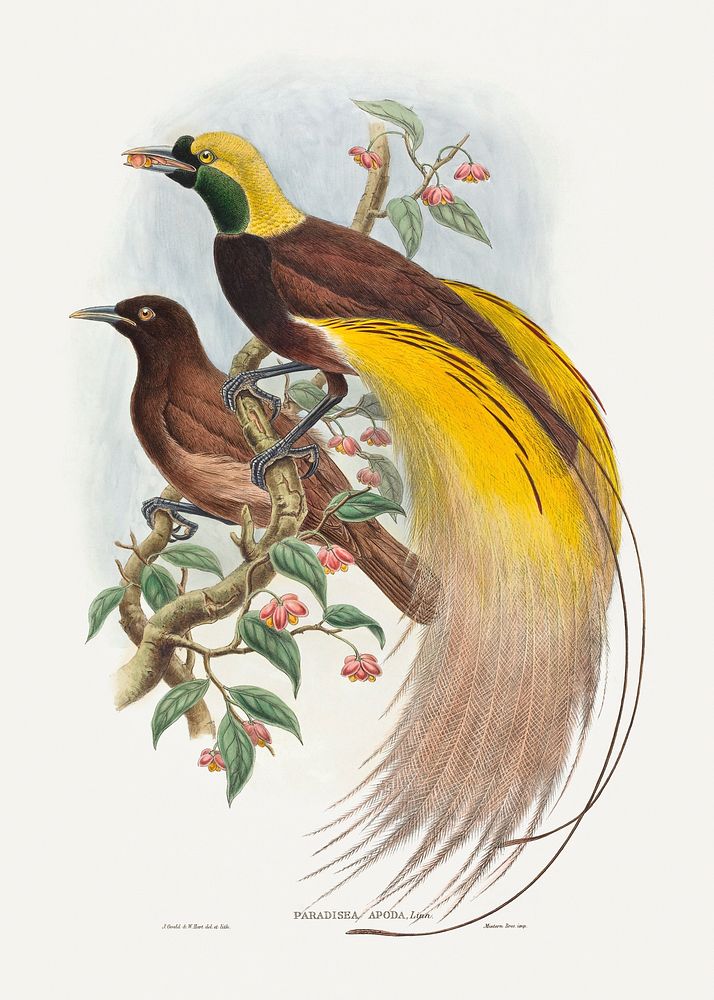 Bird of Paradise; Paradisea apoda (1804&ndash;1908) print in high resolution by John Gould and William Matthew Hart.…