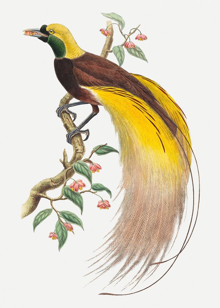 Bird of Paradise psd animal art print, remixed from artworks by John Gould and William Matthew Hart