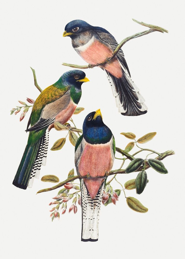 Trogon bird psd animal art print, remixed from artworks by John Gould and William Matthew Hart