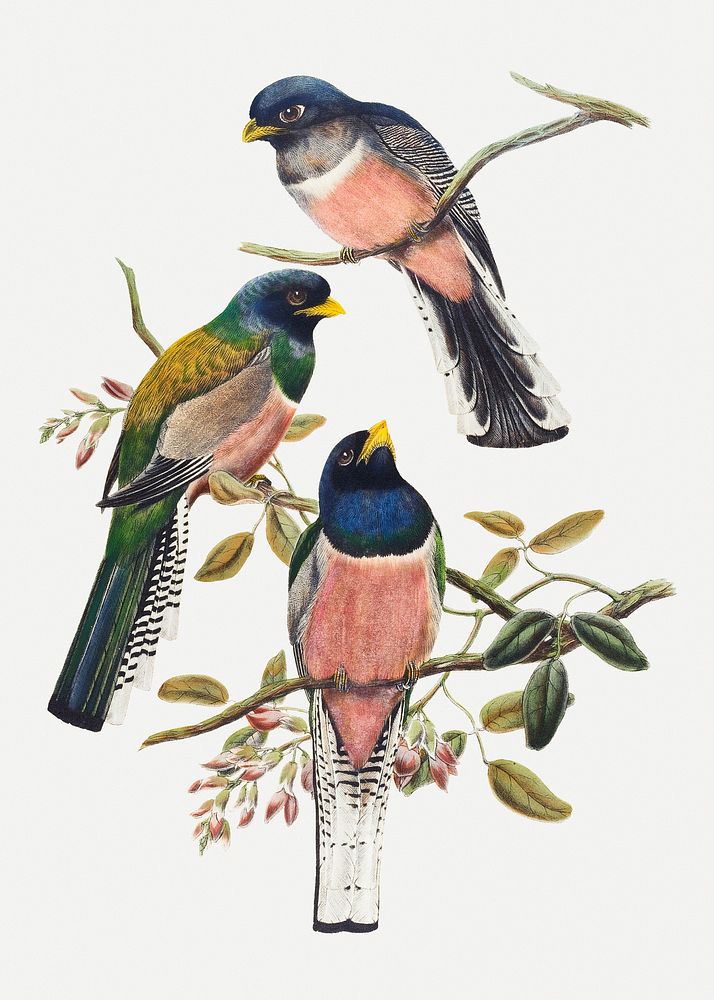 Trogon bird animal art print, remixed from artworks by John Gould and William Matthew Hart