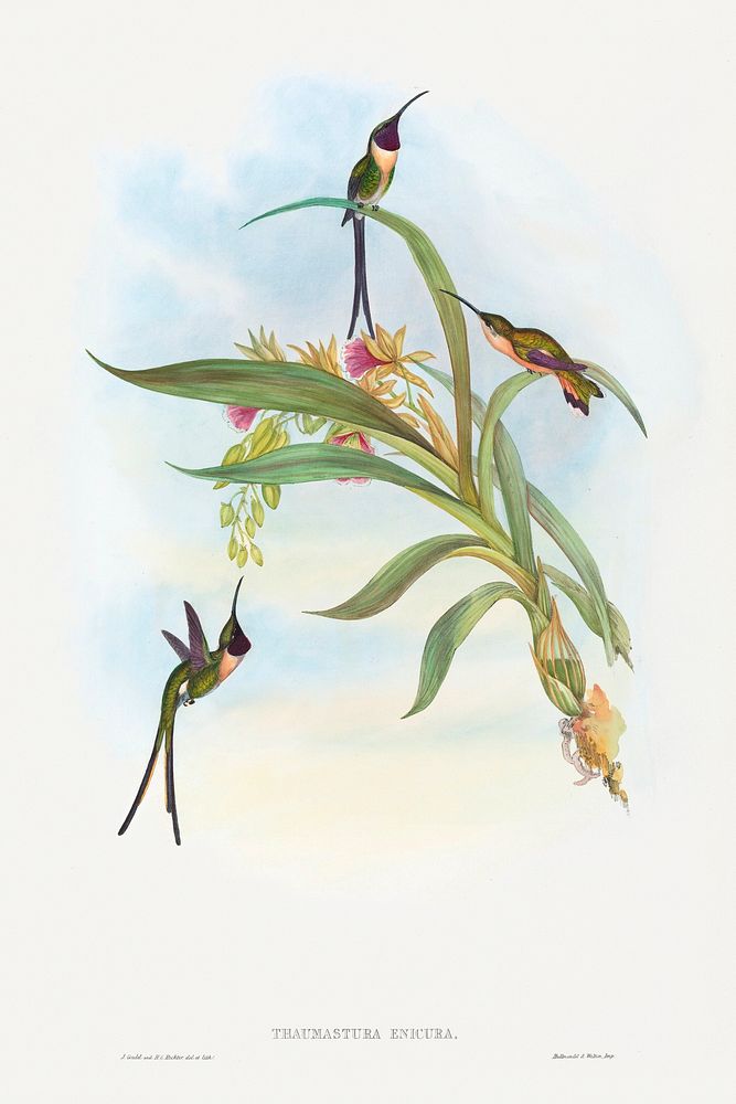 Tharmastura enicura; Slender Shear-Tail (1804&ndash;1902) print in high resolution by John Gould and Henry Constantine…