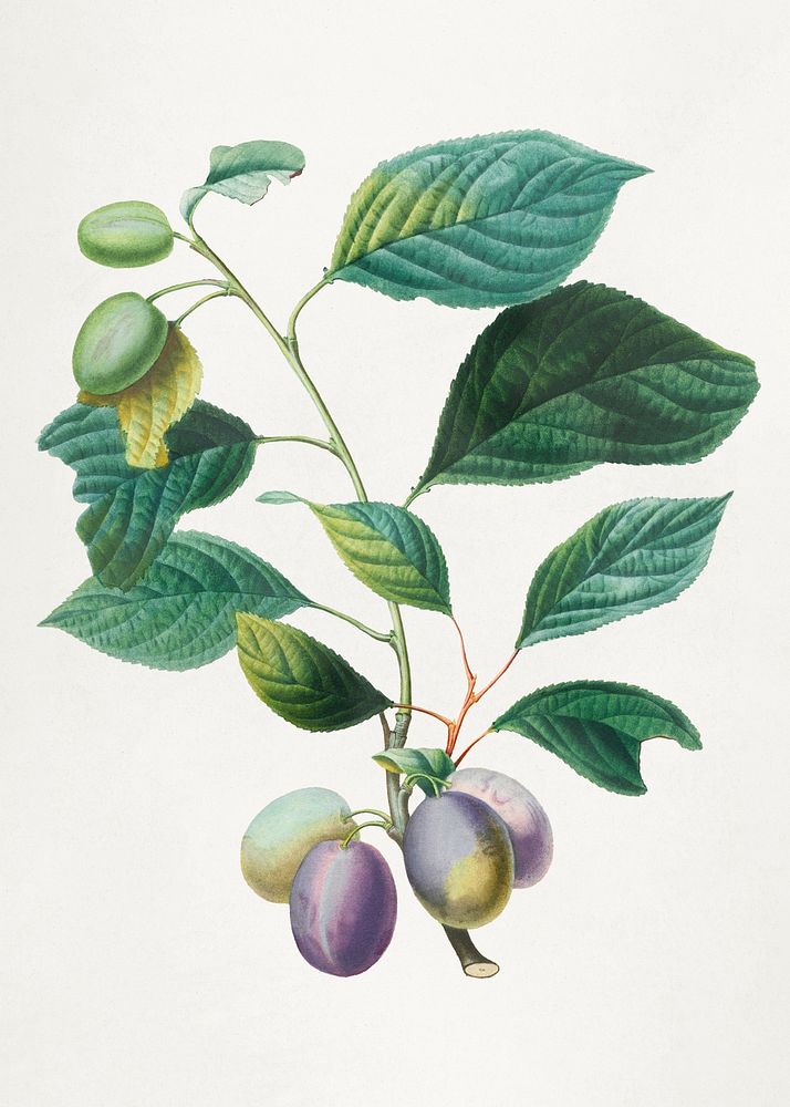 Prunes psd with leaves art print, remixed from artworks by Henri-Louis Duhamel du Monceau