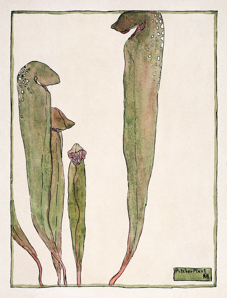 Pitcher Plant (1915) by Hannah Borger Overbeck. Original from The Los Angeles County Museum of Art. Digitally enhanced by…