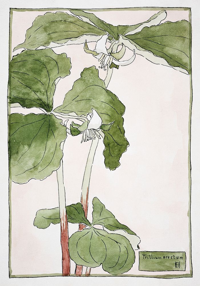 Trillium Erectum (1915) by Hannah Borger Overbeck. Original from The Los Angeles County Museum of Art. Digitally enhanced by…