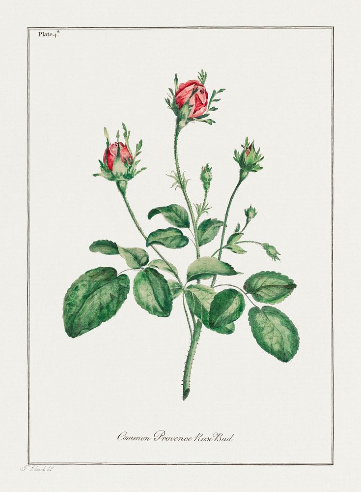 Common Provence Rose Bud (1775) in high resolution by John Edwards. Original from The Minneapolis Institute of Art.…