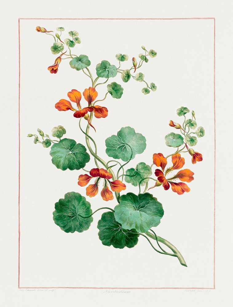 Nasturtium (1788) in high resolution by John Edwards. Original from The Minneapolis Institute of Art. Digitally enhanced by…