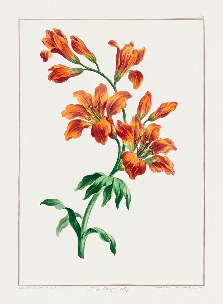 Large Orange Lily (1786) in high resolution by John Edwards. Original from The Minneapolis Institute of Art. Digitally…
