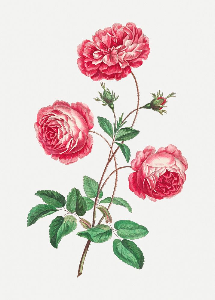 Provence rose psd vintage floral art print, remixed from artworks by John Edwards