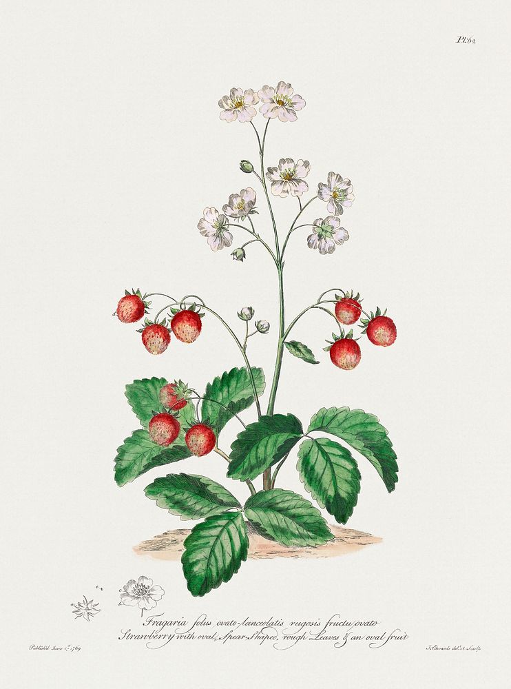 Strawberry with Oval, Spear-Shaped Rough Leaves & an Oval Fruit (1769) in high resolution by John Edwards. Original from The…