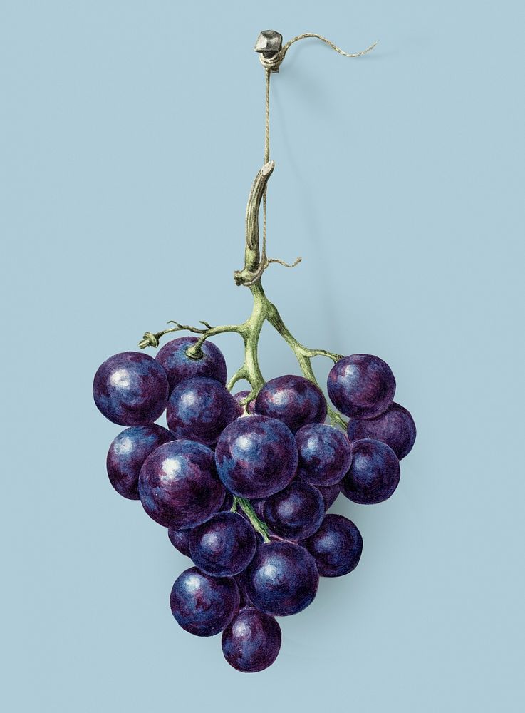 Bunch of blue grapes vintage illustration