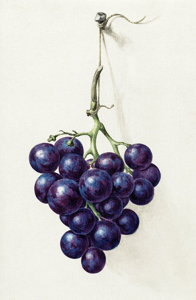 Bunch of blue grapes by Jean Bernard (1775-1883). Original from The Rijksmuseum. Digitally enhanced by rawpixel.