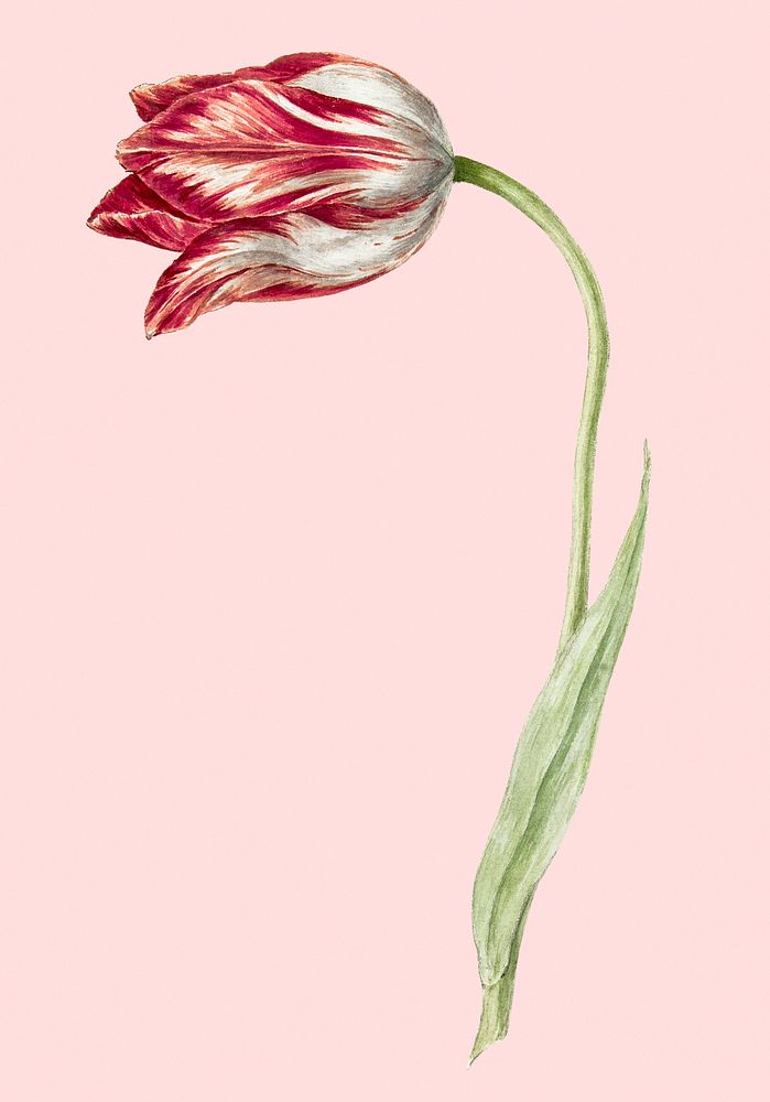 Pink tulip vintage illustration