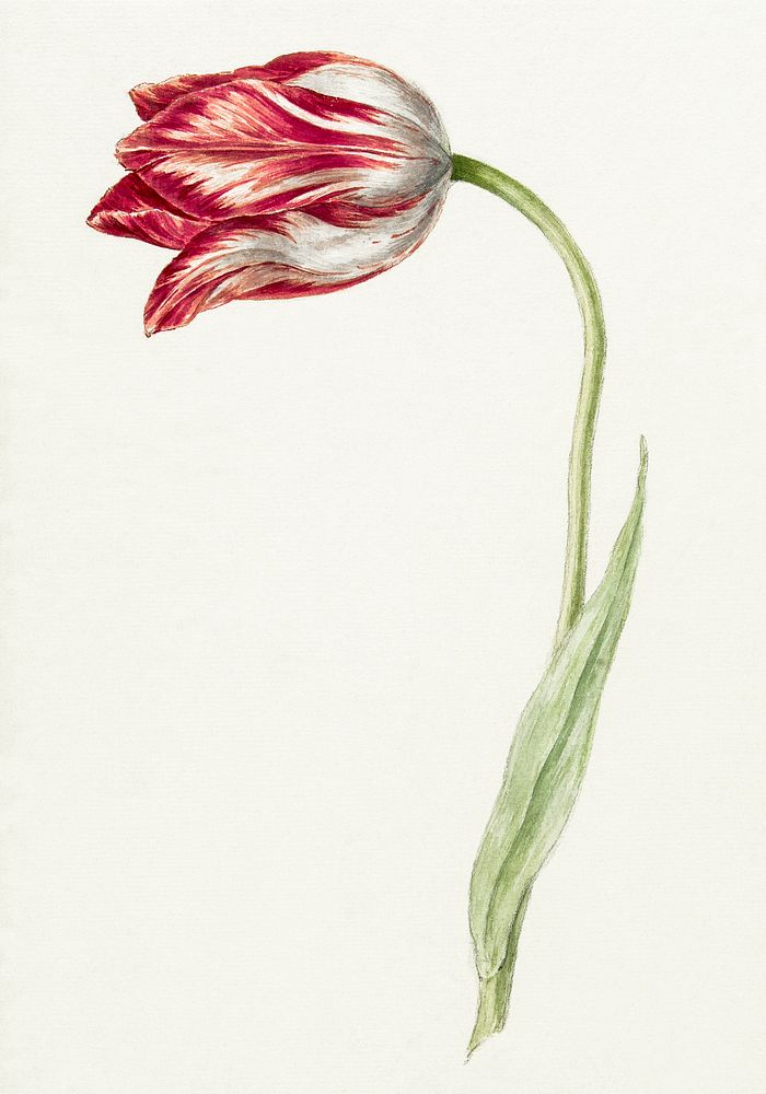 Pink tulip by Jean Bernard (1775-1883). Original from The Rijksmuseum. Digitally enhanced by rawpixel.