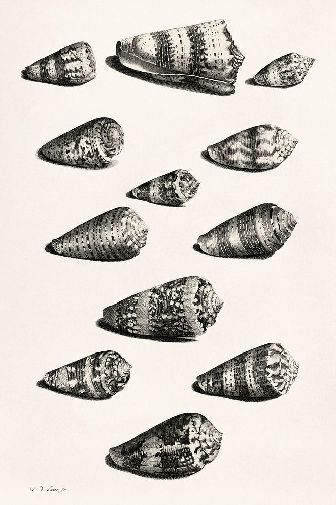 Twaalf schelpen van diverse slakkensoorten (1705) by Jacob de Later, after Maria Sibylla Merian. Original from The…