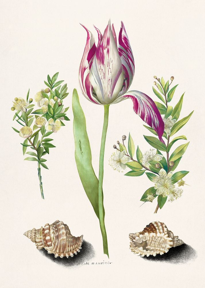 Tulip flower with two branches of myrtle and two shells vintage illustration template