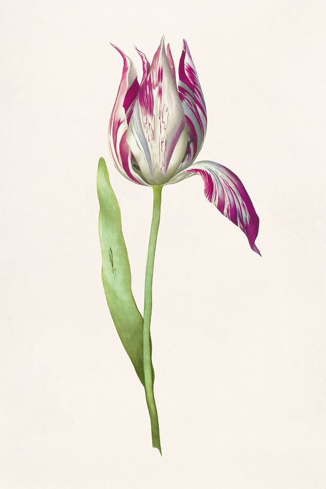 Single tulip flower botanical illustration
