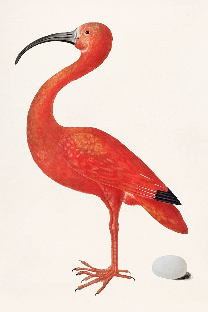Scarlet ibis bird with an egg vintage illustration template