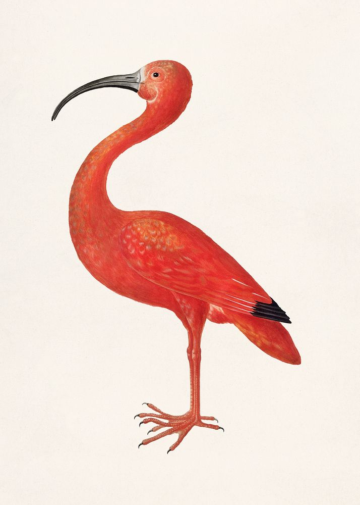 Scarlet ibis bird vintage illustration template