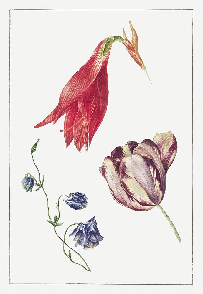 Tulp, akelei en amaryllis by Georgius Jacobus Johannes van Os (1782–1861). Original from The Rijksmuseum. Digitally enhanced…