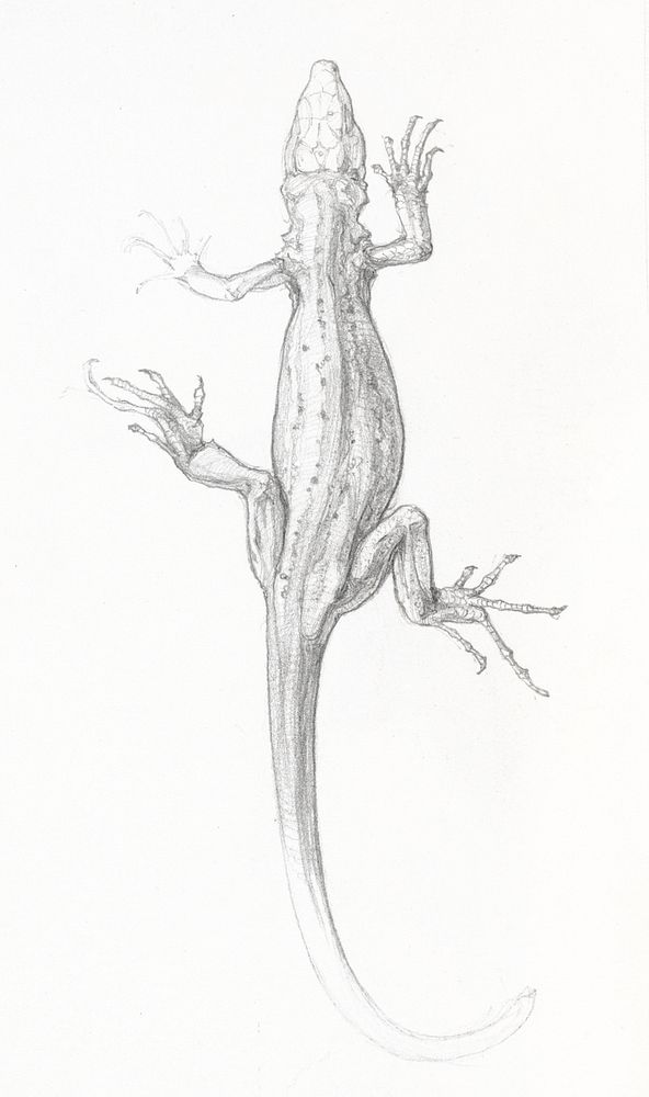 Lizard sketch by Julie de Graag (1877-1924). Original from The Rijksmuseum. Digitally enhanced by rawpixel.