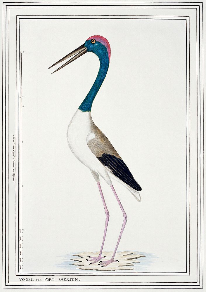 Ephippiorhynchus Asiaticus (Black&ndash;Necked Stork) (ca. 1776&ndash;1780) by John Hunter. Original from The Rijksmuseum.…