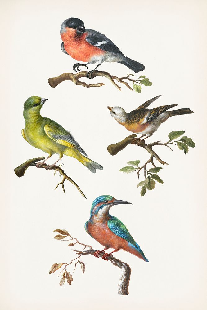 Vintage set of birds illustration mockup