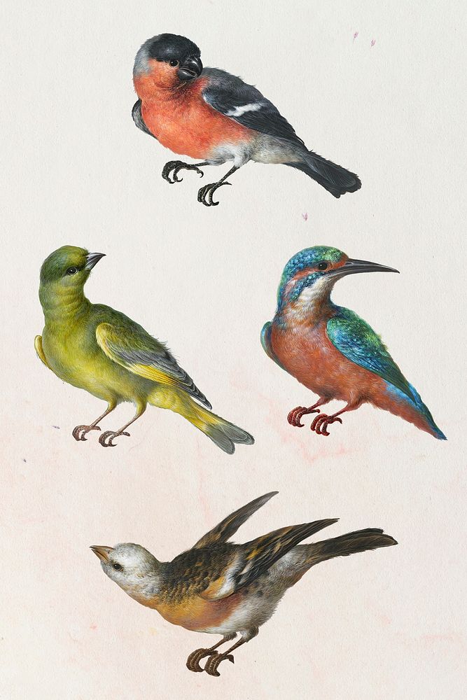 Vintage set of birds illustration