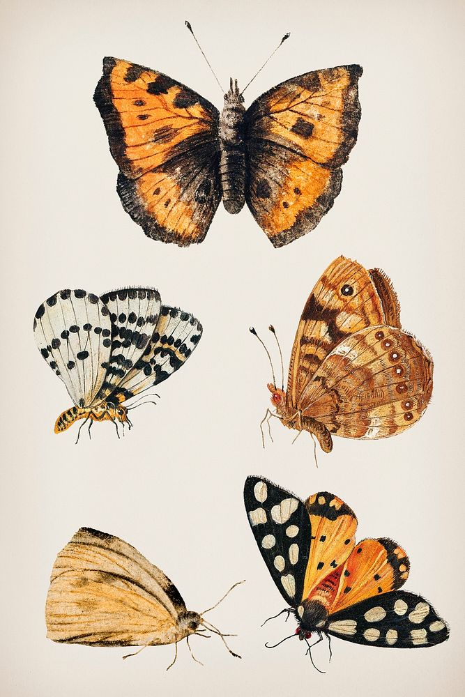 Vintage Butterfly set illustration template