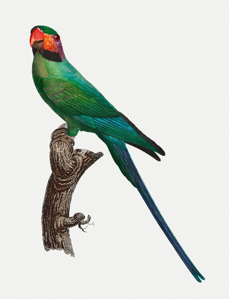 Ring-necked parakeet with red cheeks illustration