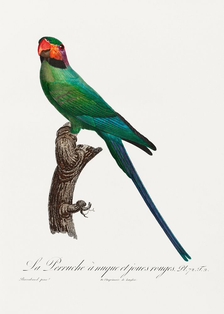 The Blossom-Headed Parakeet with Red Cheeks from Natural History of Parrots (1801&mdash;1805) by Francois Levaillant.…