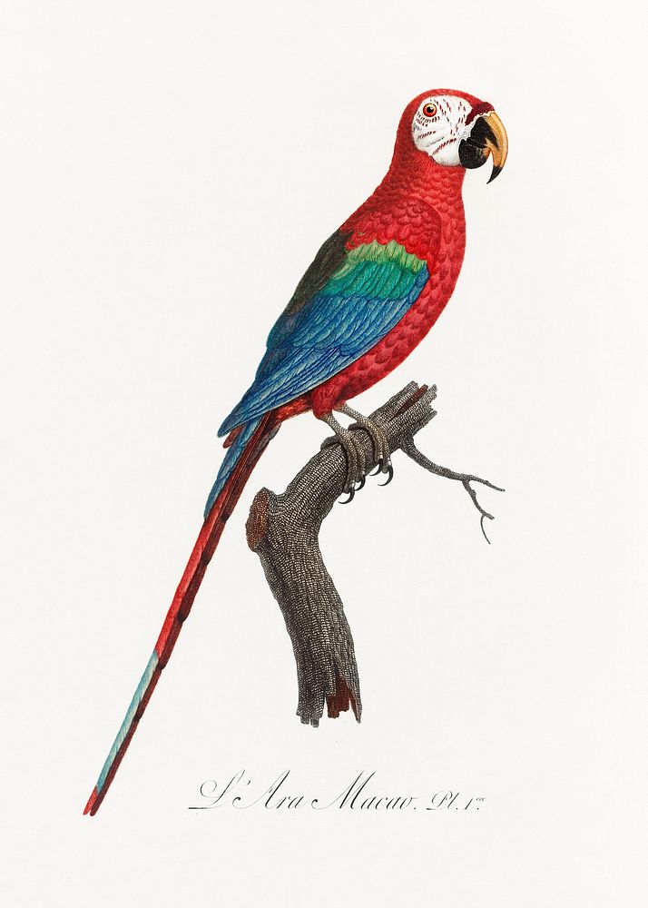 Scarlet Macao, Ara Macao from Natural History of Parrots (1801&mdash;1805) by Francois Levaillant. Original from the…
