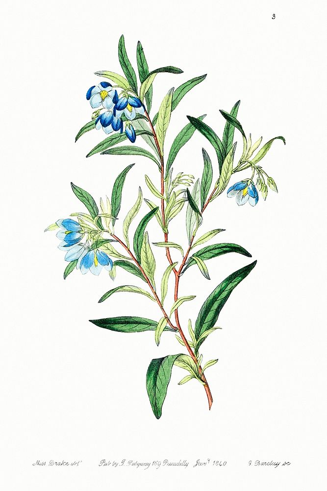 Narrow leaved sollya from Edwards&rsquo;s Botanical Register (1829&mdash;1847) by Sydenham Edwards, John Lindley, and James…