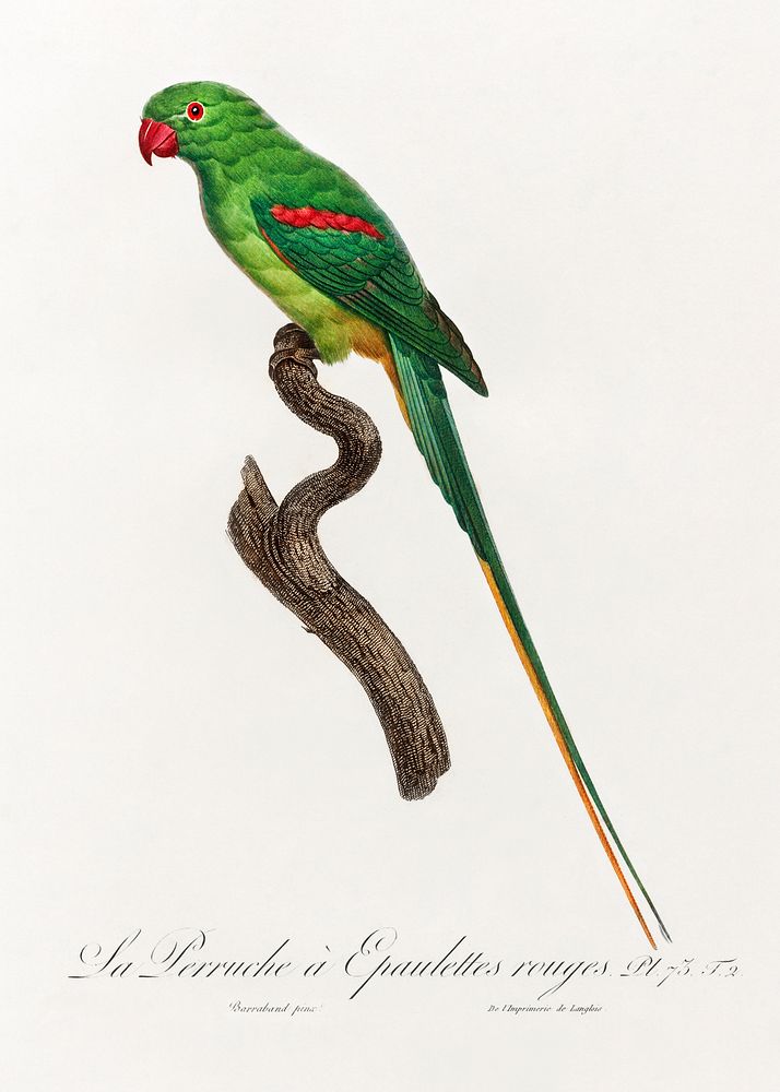 The Alexandrine Parakeet from Natural History of Parrots (1801&mdash;1805) by Francois Levaillant. Original from the…