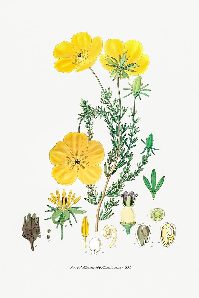 Long-stalked ledocarpum from Edwards&rsquo;s Botanical Register (1829&mdash;1847) by Sydenham Edwards, John Lindley, and…
