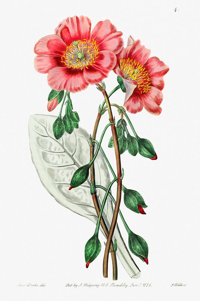 Discolored calandrinia from Edwards&rsquo;s Botanical Register (1829&mdash;1847) by Sydenham Edwards, John Lindley, and…