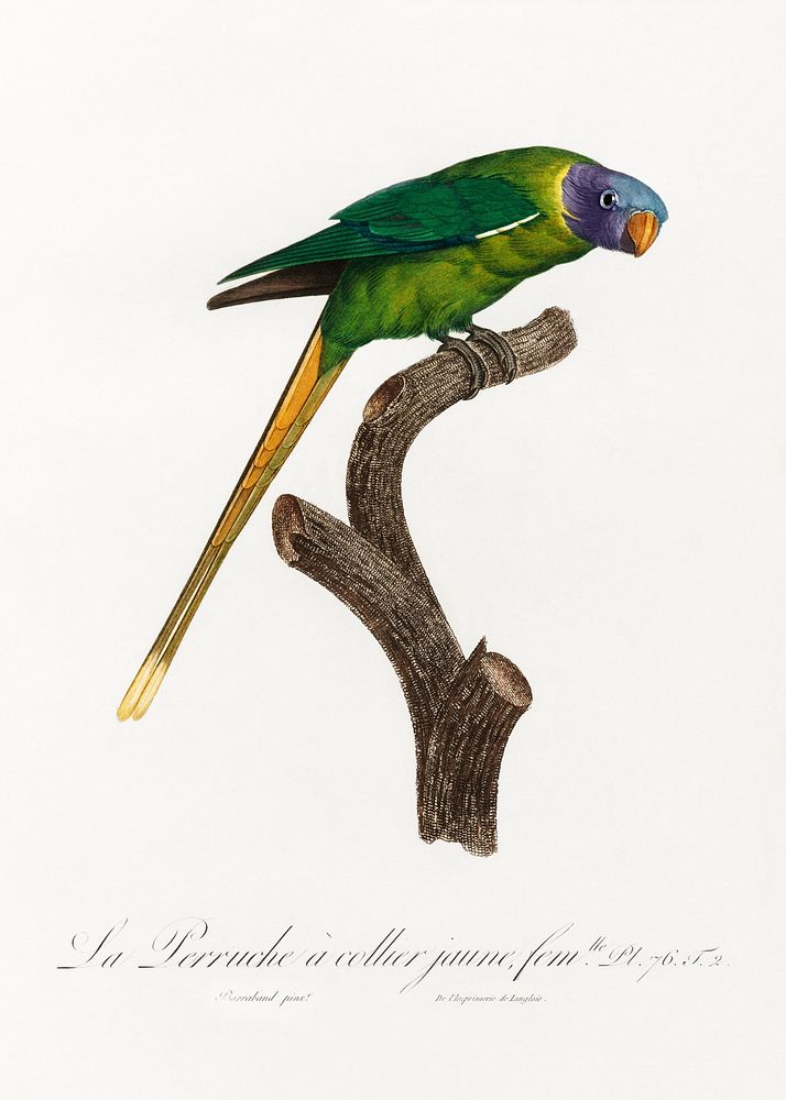 The Plum-Headed Parakeet, female from Natural History of Parrots (1801&mdash;1805) by Francois Levaillant. Original from the…