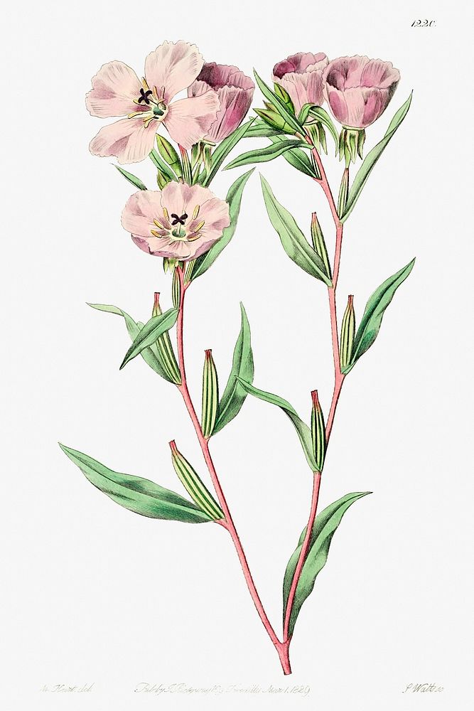 Pale Corona Amaryllis from Edwards&rsquo;s Botanical Register (1829&mdash;1847) by Sydenham Edwards, John Lindley, and James…