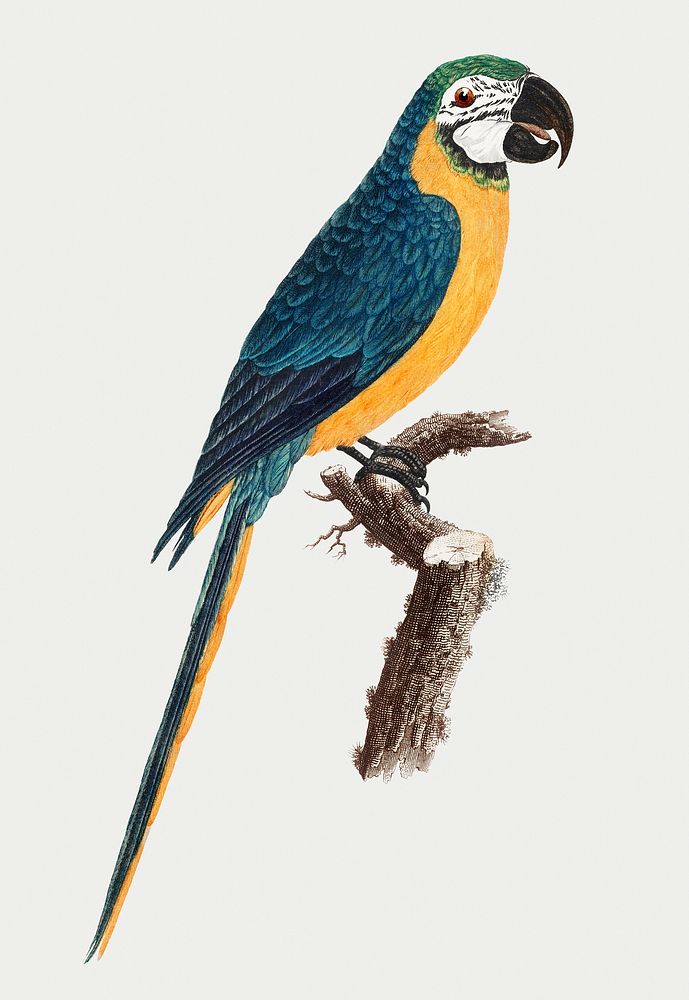 Blue-and-Yellow Macaw vintage illustration