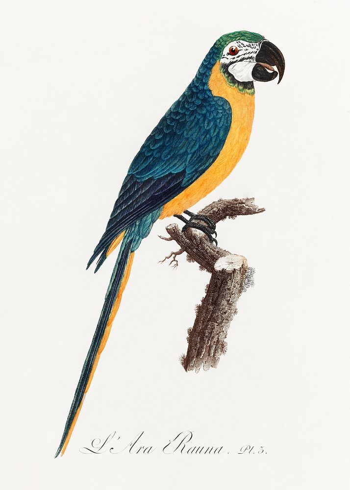 Blue-and-Yellow Macaw, Ara ararauna from Natural History of Parrots (1801&mdash;1805) by Francois Levaillant. Original from…