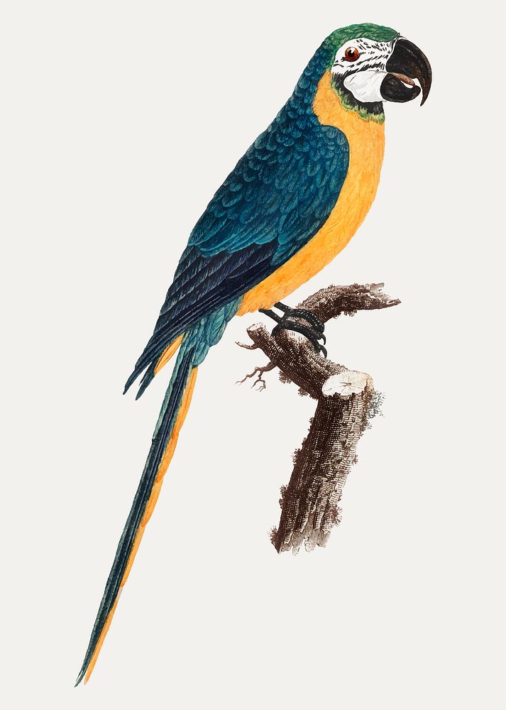Blue-and-Yellow Macaw vintage illustration