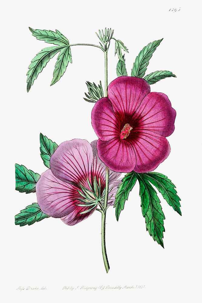 Mr.Lindley's Hibiscus from Edwards&rsquo;s Botanical Register (1829&mdash;1847) by Sydenham Edwards, John Lindley, and James…