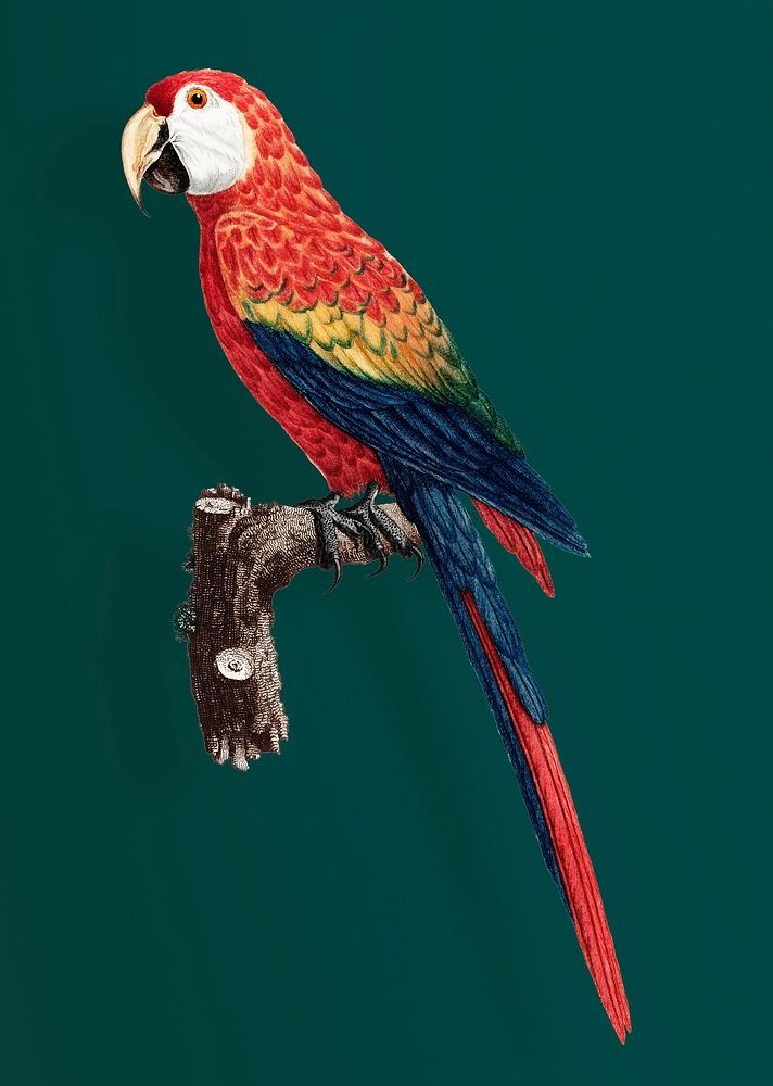 Colorful Araracanga vintage illustration