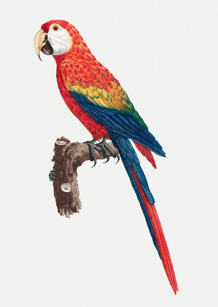 Colorful Araracanga vintage illustration