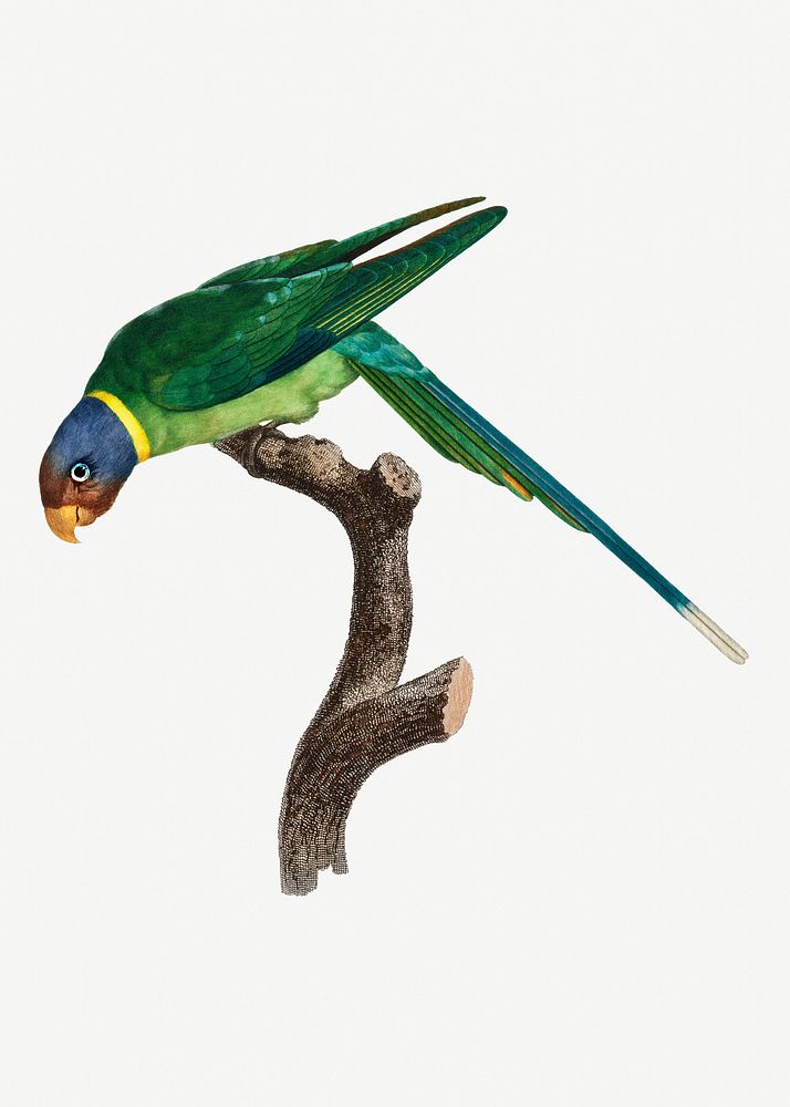 Plum-Headed Parakeet vintage illustration