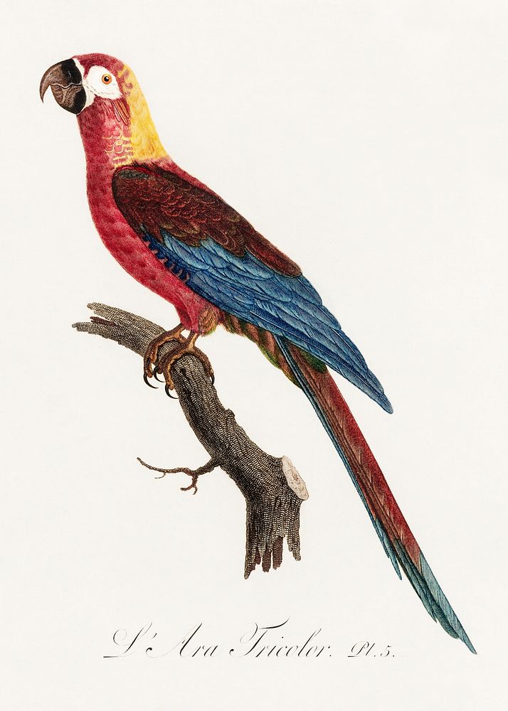 Cuban Macaw, Ara tricolor from Natural History of Parrots (1801&mdash;1805) by Francois Levaillant. Original from the…
