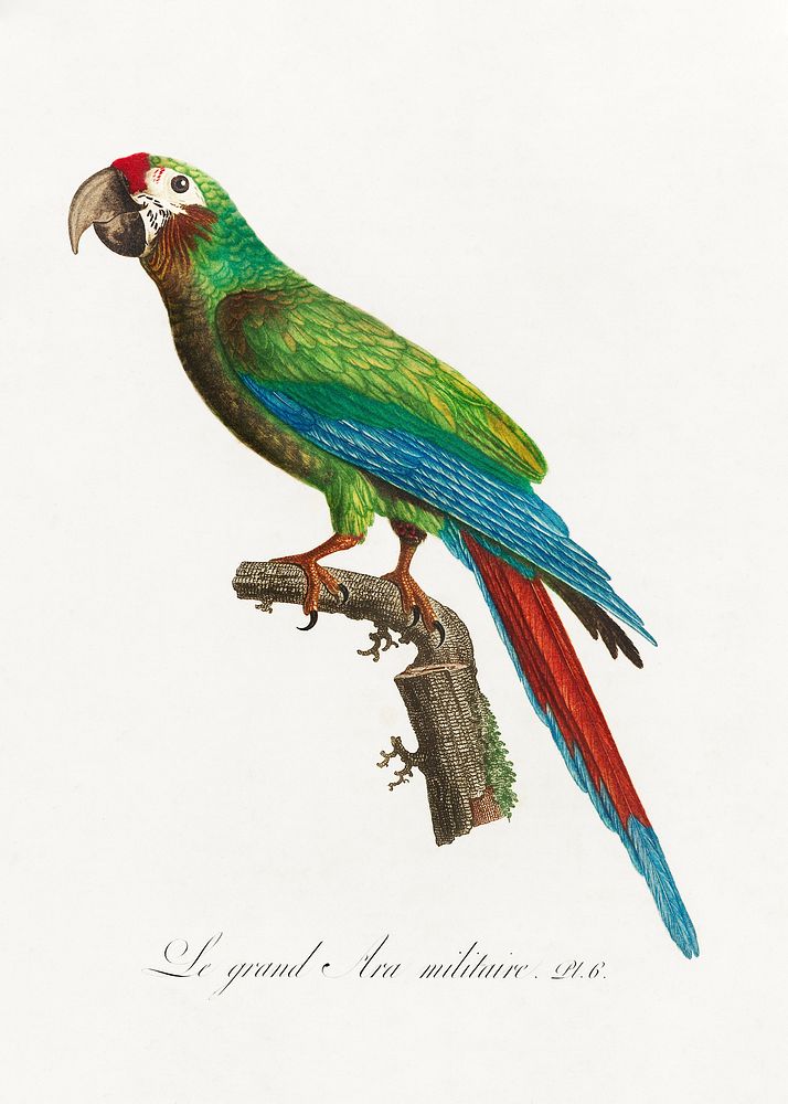 The Great Military Macaw, Ara ambiguus from Natural History of Parrots (1801&mdash;1805) by Francois Levaillant. Original…